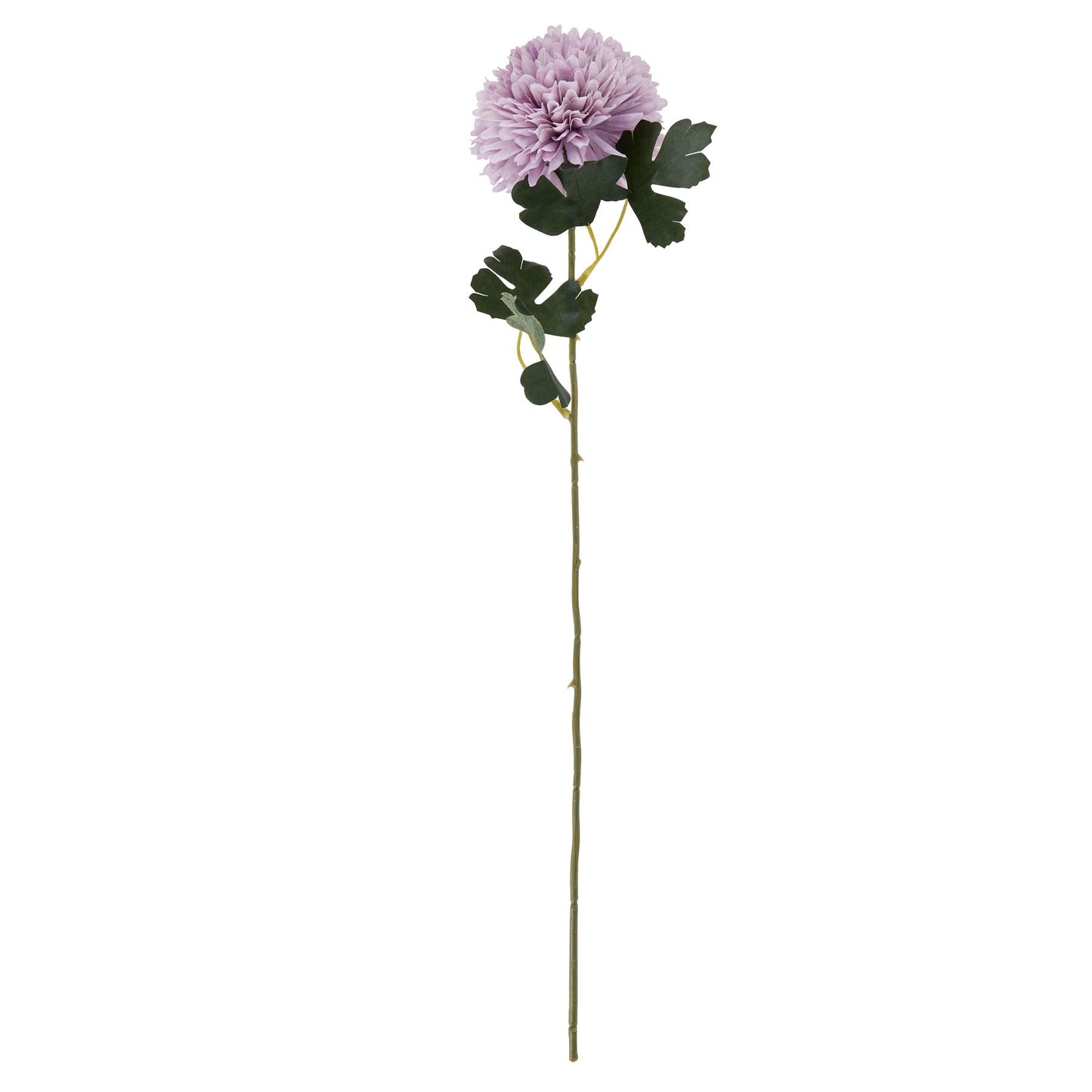 Light Purple Chrysanthemum